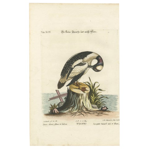 Hand-Colored Engraving of the Small Black and White Duck by Seligmann, ca.1770