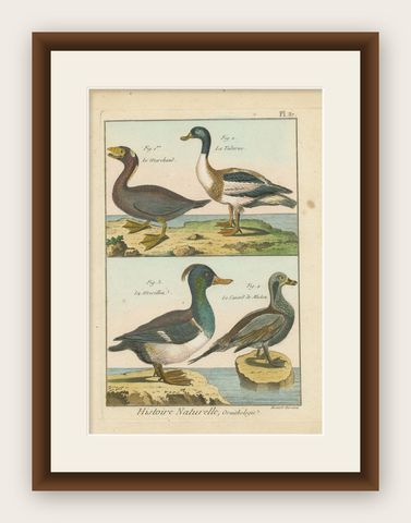 Original Brightly Hand-Colored Copper Engraving of Four Ducks '1792', shown framed