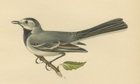 Minimalist Nordic Bird Lithograph Pair, Scandinavian Natural History, 1929, close-up 2