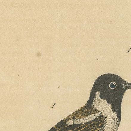Pl. 77 Antique Bird Print of the Wheatear by Lejeune 'c.1830', close-up 1