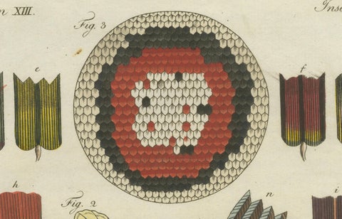 Detailed Study of Butterfly Wing Structures, 1798 Hand-Colored Engraving, close-up 3