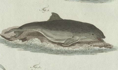 Original Antique Print of Three Dolphins and Porpoises by Bertuch, 1802, close-up 3
