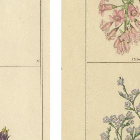 Pair of 1836 Hand-Colored Flower Prints from B. Maund’s Botanic Garden, close-up 2