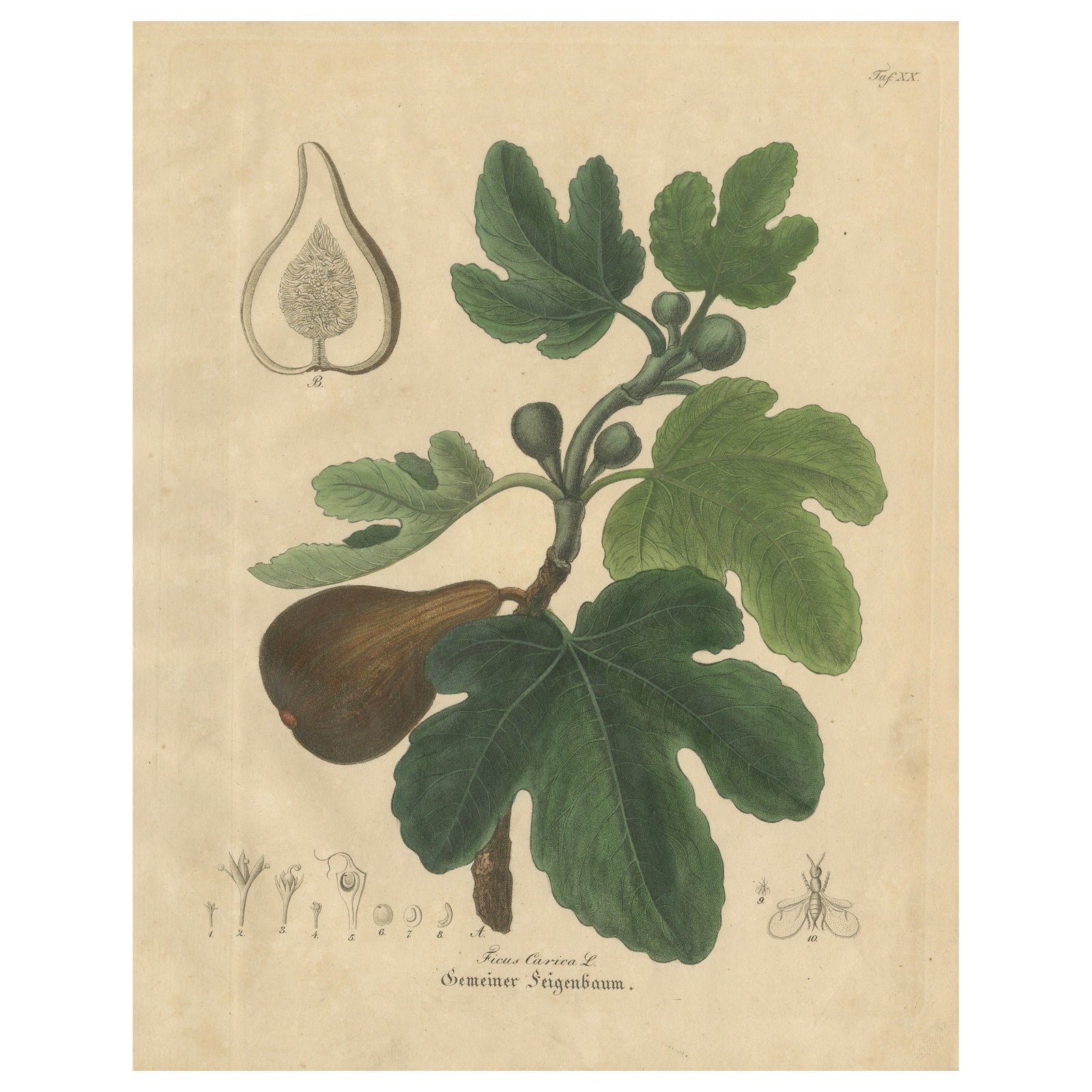 Antique Fig Botanical Print, Ficus Carica, Hand Colored, c.1831