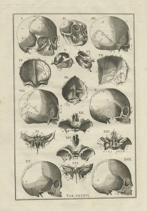 Antique Anatomy Print of the Head, Also Includes the Head of a Monkey, 1798, close-up 1