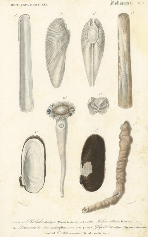 Old Print of the Common Piddock, Watering Pot Shell, Shipworm and More, 1849, close-up 1