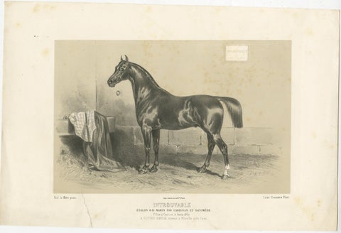 Antique Lithograph of the Horse 'Introuvable', view 2
