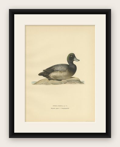 Antique Bird Print of a Young Greater Scaup by Von Wright, 1929, shown framed