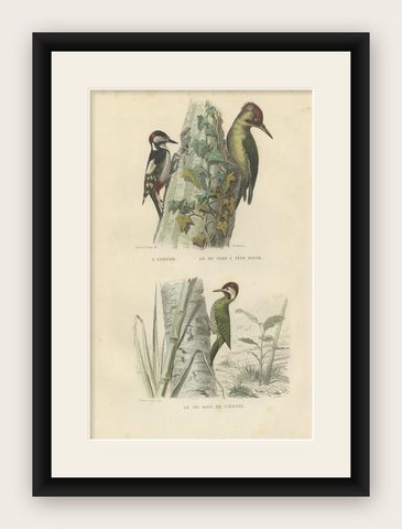 Antique Bird Print, Spotted Woodpecker, Eurasian Green Woodpecker, circa 1850, shown framed