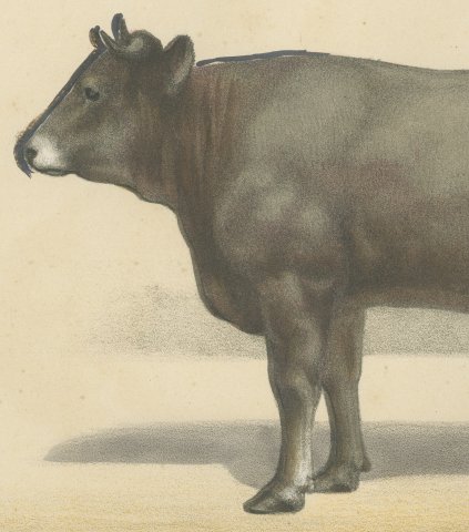 Gascon Cow, French Cattle Chromolithograph from Animaux de la Ferme, 1863, close-up 2