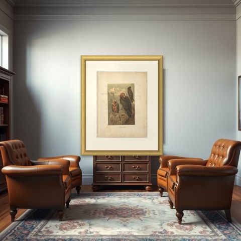 Antique Bird Print of the Bearded Vulture by Prang, 1898, shown framed in a room
