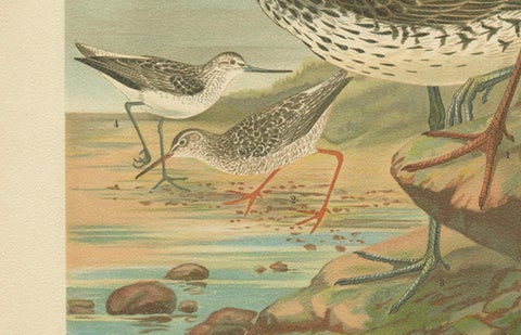Spotted Redshank and Greenshank, Antique Shorebird Lithograph c.1895, close-up 3