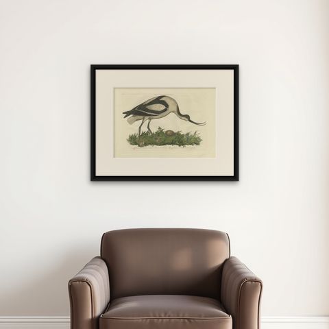 Recurvirostra Antique Print of Pied Avocet, Ornithological Study, 1770, shown framed on a wall
