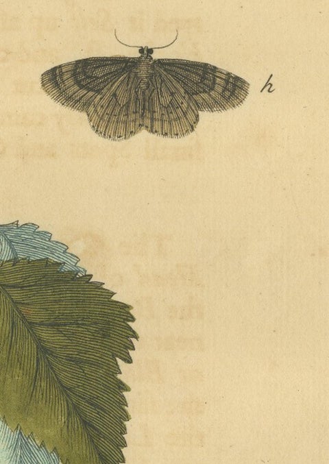 English Moths and Caterpillars on Oak & Bramble, Antique Insect Engraving, 1720, view 10