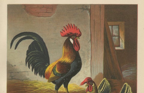 The Regal Partridge Italian Chicken - A Rare 19th Century Poultry Lithograph, close-up 1