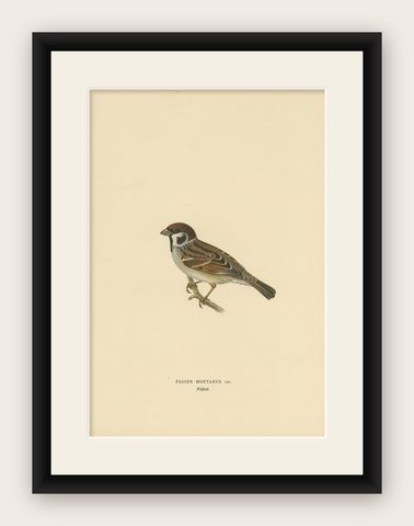 Antique Bird Print of the Eurasian Tree Sparrow by Von Wright, 1927, shown framed