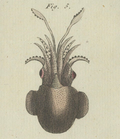 Intricate Depictions of Marine Life: Hand-Colored Copperplate Engraving, 1805, close-up 3