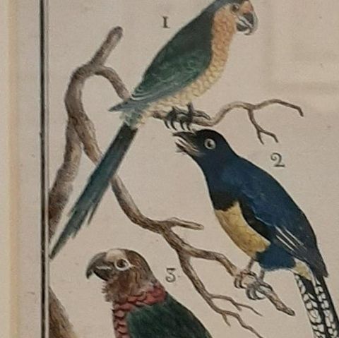 Antique Bird Print of Various Parrot Species by Buffon, 1787, close-up 2