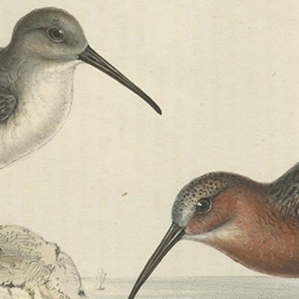 Antique Hand-Colored Bird Print of the Pygmy Curlew by Gould, 1832, close-up 1