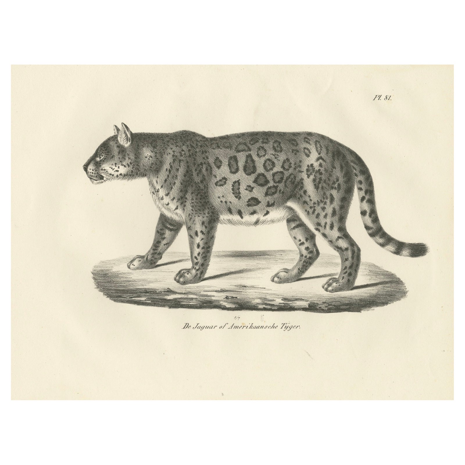 19th-Century Lithograph of the Jaguar, Also Known as the American Tiger