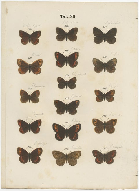 Set of 7 Antique Prints of Various Butterflies and Moths by Ramann 'circa 1870', view 5