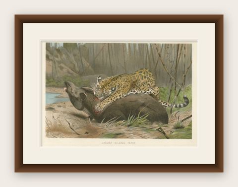Jaguar Killing Tapir, Dramatic Antique Wildlife Print, Victorian Era, 1894, shown framed