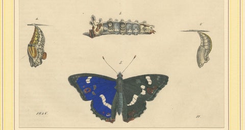 1848 Hand-Colored Lithograph of Butterfly Life Cycle, close-up 1
