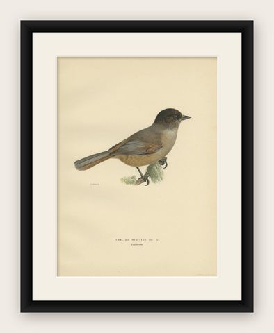 Antique Bird Print of The Siberian Jay by Von Wright, 1927, shown framed