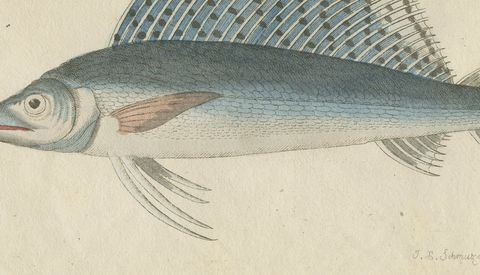 Sailfish, Cornetfish and Trumpetfish, Antique Bertuch Print, circa 1805, close-up 2
