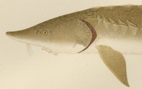 Scandinavian Sturgeon and Chimaera Lithograph from Pisces Scandinaviae Series, close-up 2
