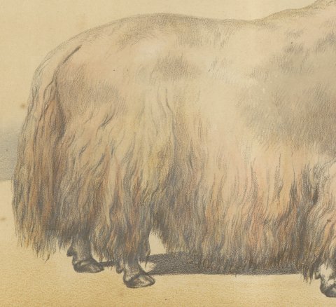 Male Yak, Antique Chromolithograph from Borie's Animaux de la Ferme, 1863, close-up 3