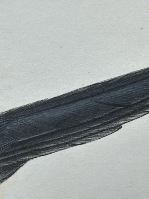 Little Cormorant, Antique Bird Lithograph by John Gould, c.1832, view 6