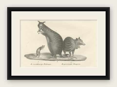 19th-Century Lithograph of a Rust-Colored Phalanger and Striped Kangaroo, shown framed