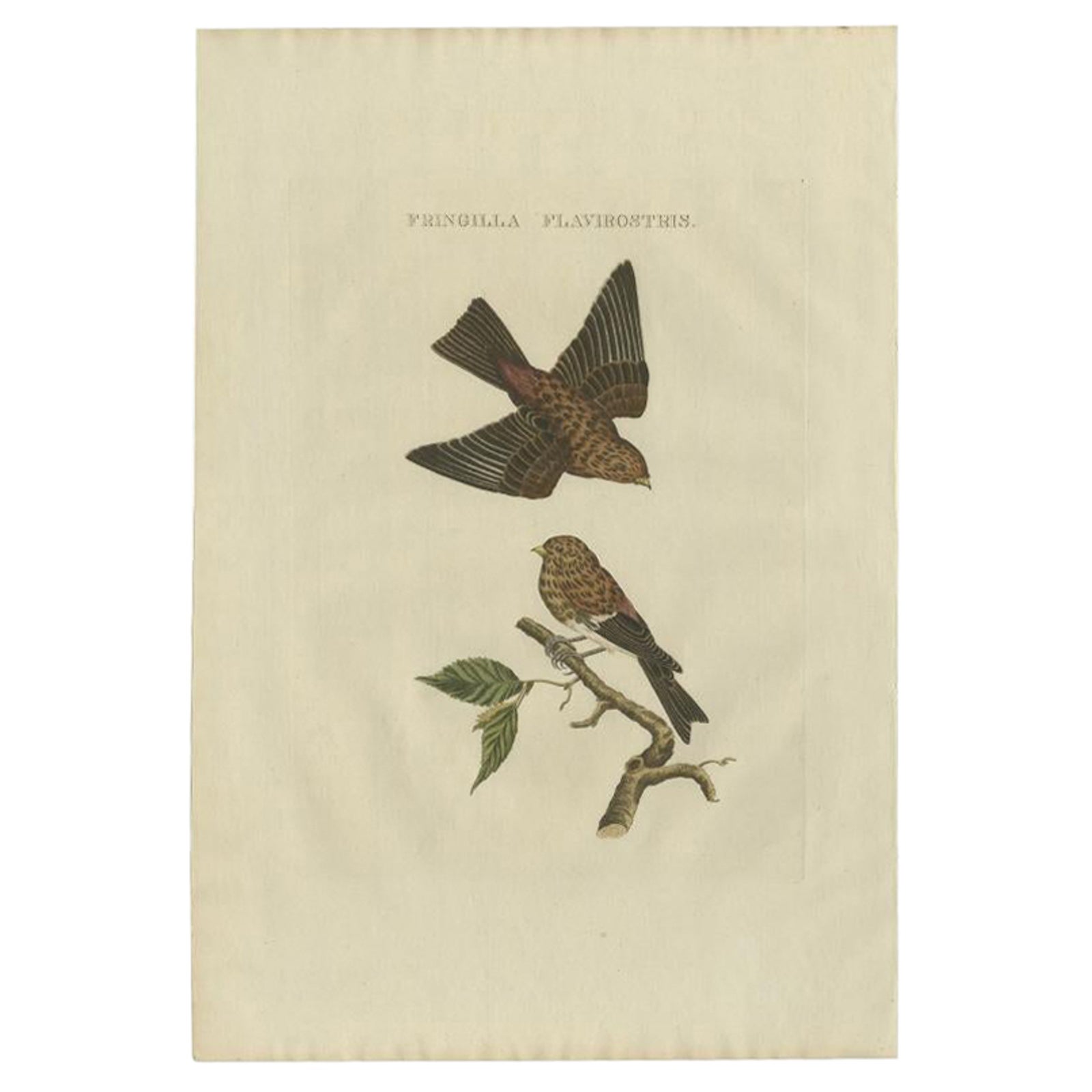 Twite, Fringilla Flavirostris, Antique Hand-Coloured Bird Print, 1809