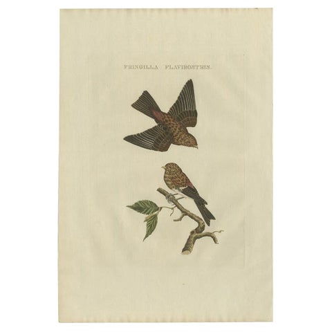 Twite, Fringilla Flavirostris, Antique Hand-Coloured Bird Print, 1809