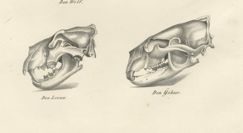 19th-Century Scientific Lithograph of Animal Skulls: Lion, Wolf, Bat and more, close-up 1