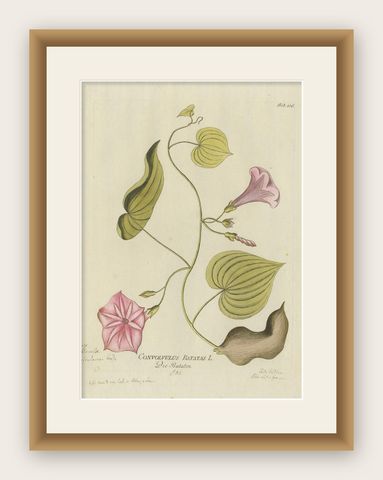 Convolvulus Batatas Botanical Engraving - Icones Plantarum Medicinalium, 1788, shown framed