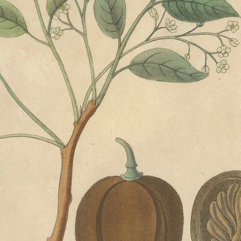 Antique Mahogany Botanical Print, Swietenia Mahagoni, c.1831, close-up 5