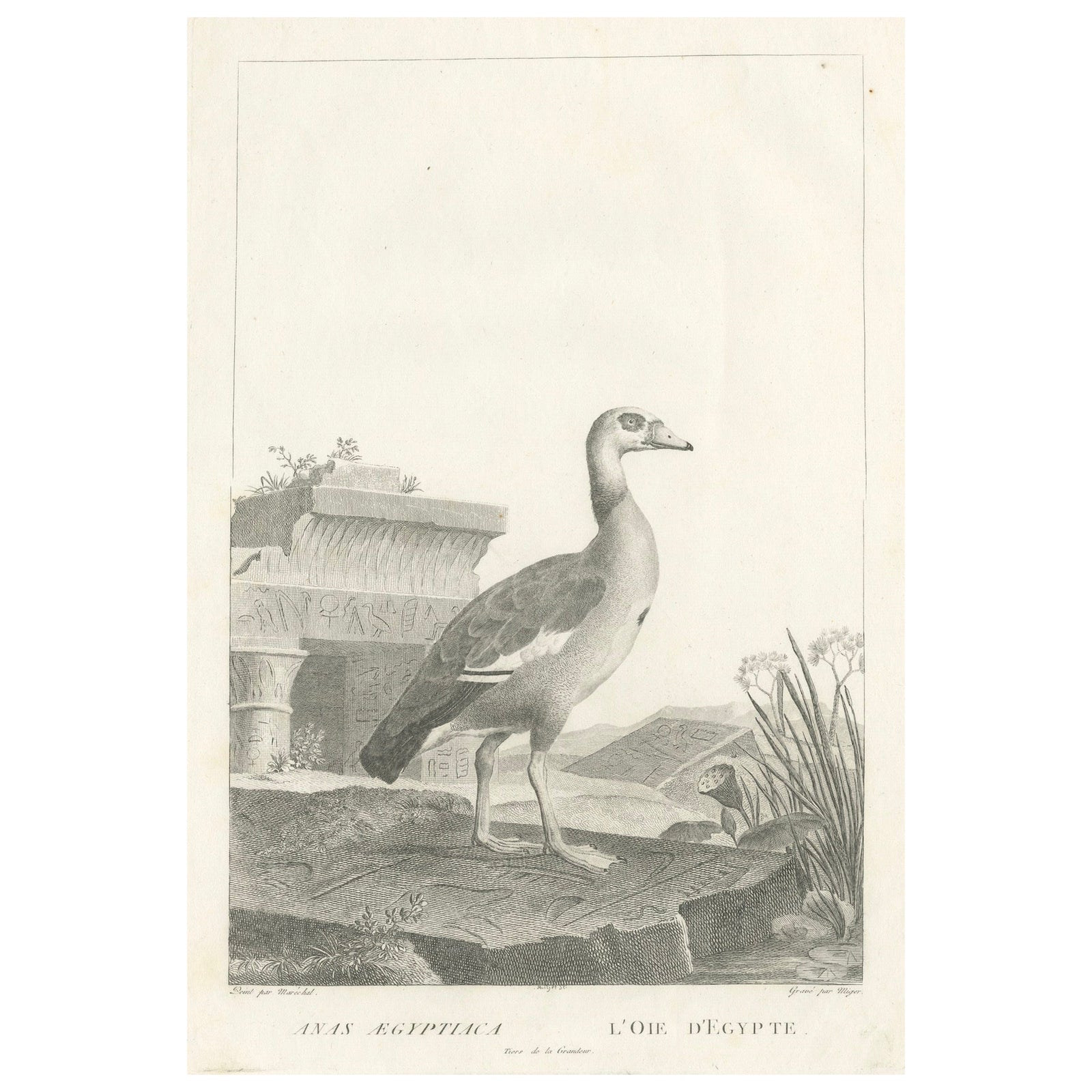 Engraving of Egyptian Goose by Nicolas Maréchal and S.C. Miger, 1808