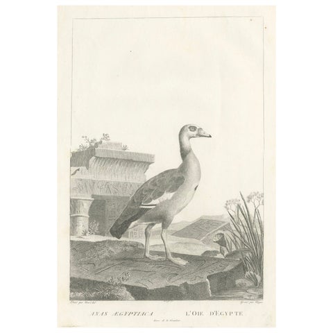 Engraving of Egyptian Goose by Nicolas Maréchal and S.C. Miger, 1808