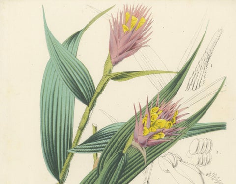 Caravata Plant Botanical Illustration by Louis van Houtte, 19th Century, close-up 2