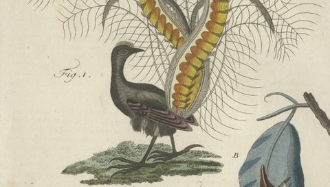 Antique Lyrebird & Tailorbird Engraving, Bertuch, 1796, close-up 6