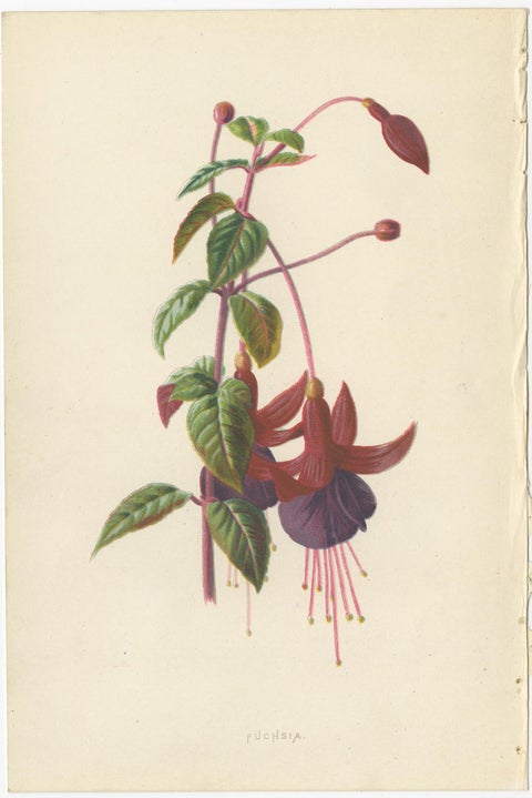 Set of Three Botany Prints Geranium, Fuchsia, Bellenplant, Begonia, view 3