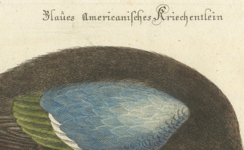 Hand-Colored Engraving of the American Blue-Winged Teal by Seligmann, ca.1770, close-up 3