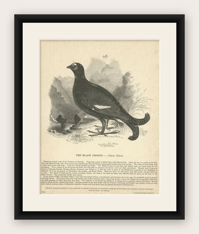 Original Antique Print of the Black Grouse, shown framed