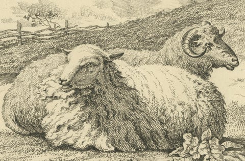 Serene Pastoral Scene with Two Resting Sheep: Etching by Anthony Oberman, 1810, close-up 4