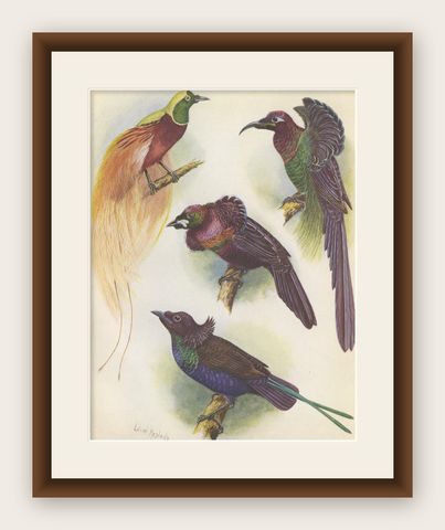Antique Print of the Mrs Reichenow's Bird of Paradise and Others, 1950, shown framed