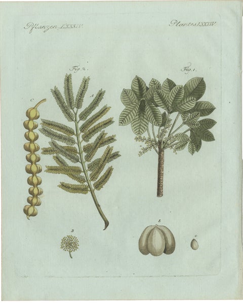 Original Antique Botanical Print of Manna Ash and Sarsaparilla by Bertuch, 1805