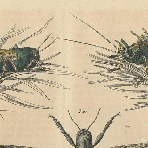 Antique Animal Print of various Insects 'Grasshopper' by C. Hoffmann, 1847, close-up 1