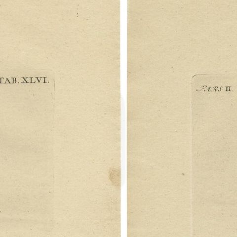 Set of 2 Antique Prints of Various Small Beetles, close-up 1